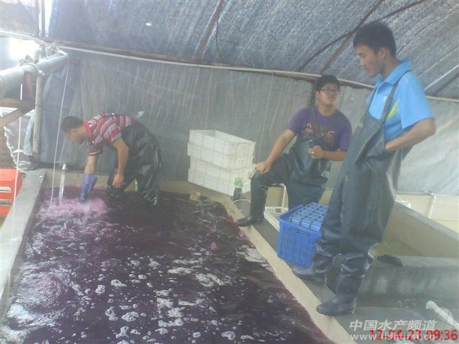 ������ˎ