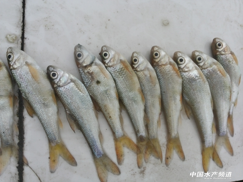 �����İ׼��~