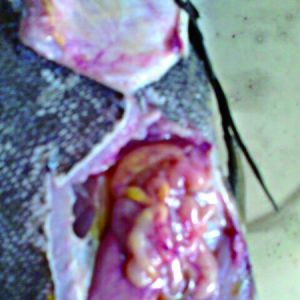 �L�������~�c�ײ���̎������