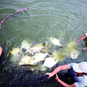 �B�~���磺�_���Bֳ�S�D�����L��������(�D)