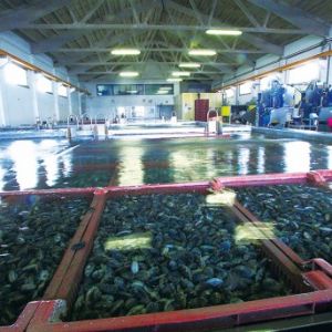 �����L������������ؐ���������A��