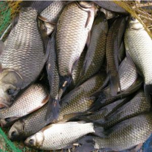 2013��V�|�����Bֳ���c�����B�a�~