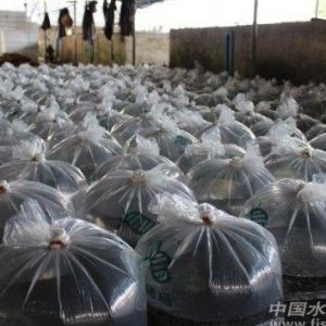 ������̭���_�������Ȧ