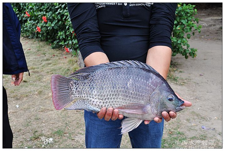 �ׂ�YY�_����Ʒ�N�@���Ҽ��J��