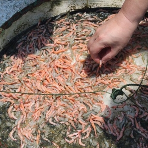 GAA:EMS�����r���h�����l  pH8.5�r�ױ��l