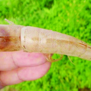 ���r����Ѫ�������A���c����