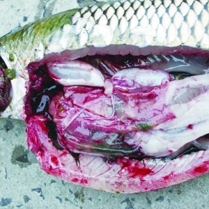 �ĠI�B(y��ng)�W(xu��)�Ƕ��A(y��)�����~��đ�C�ϰY