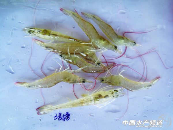 �O�����������r�U������������׌��r͵��