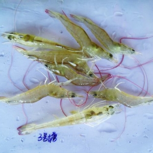 �O�����������r�U������������׌��r͵��