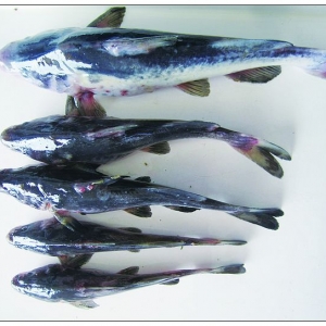 �O���������t�۵��A�Ͼ����L���d��Ѫ�Y