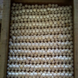 ���M�B(y��ng)ֳ���������� �������g�|�������澳����l(f��)չ