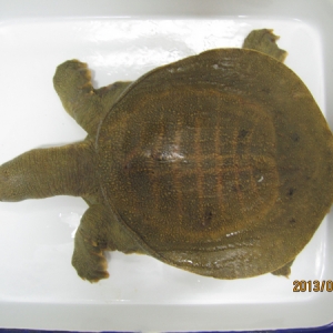 һ�����~θ�c����Ѫ�������׵��\�����