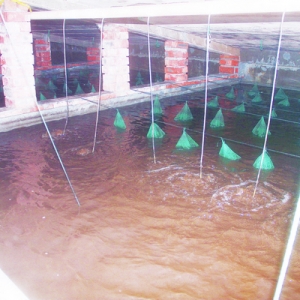 ������һ�w�� ���A�M�F���N�I���O�����M�Еr