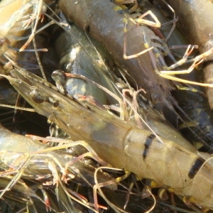 �߹����r��EMS�ķ���������ԓ���ṩ����