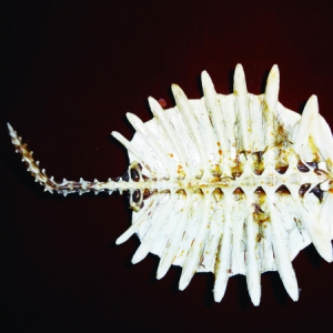 �҇�(gu��)���M�a(ch��n)�I(y��)���������M(f��i)�r(sh��)��