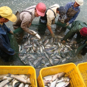 �V���_���~���N�Bֳģʽ����