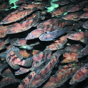 ʯ���~���I���Bֳ