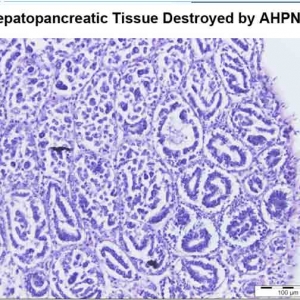 ���r���Ը����ى�����PCR�z�y�������M���_