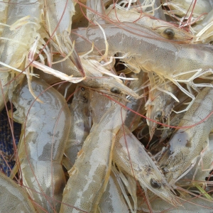 2013��12��23-27�������׌��r�r�������܈�