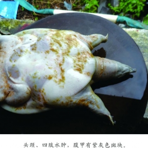 ���~(y��)��đ�C�ϰY�ķ���