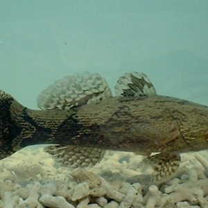 ��ُ�Nָ�ϡ��S���~���������� ���H��ֳΣ�C��