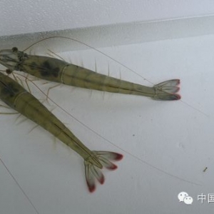 �r��Ʒ������͹�@  �M(j��n)���H�r�����^25�f��(du��)