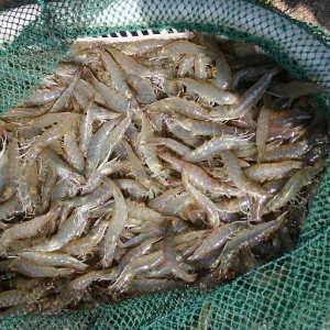 2014����}�㌦�r�����Bֳ��r