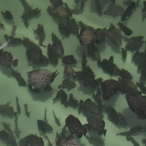 ��ʯ���˹������׸�� ��đ���~�����٫@�ɹ�