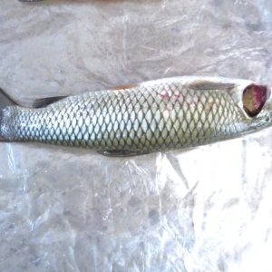 �ϰ�����~���l���w�����\�༰����