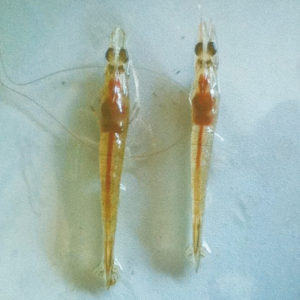 ���r�B(y��ng)ֳ�����P(gu��n)�I���g(sh��)