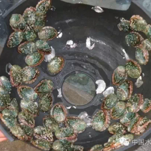 �U�~���롰���족 �����|ɽ�u�B����׃�c��