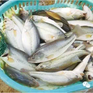 ���˼���������|����ƏV���������������ă���