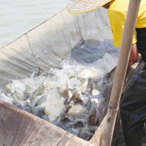 �|���������Bֳģʽ���鼰Ͷι����