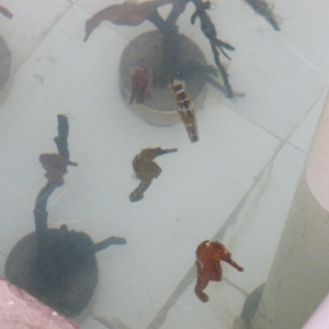 ���R�Bֳ����һ���d��ı���