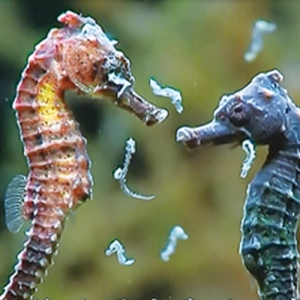 ��һ�����R�Bֳ�ᳱ���u��