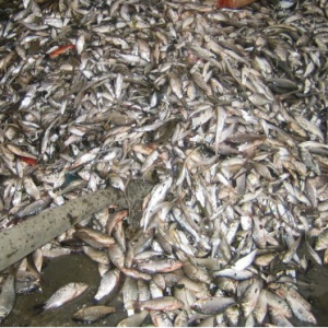 �Ї�ˮ�a(ch��n)�B(y��ng)ֳ��ȫ��ˮ�a(ch��n)Ʒ����(y��ng)�����Ӱ�