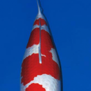 һ�l�~�Ċ^��ʷ