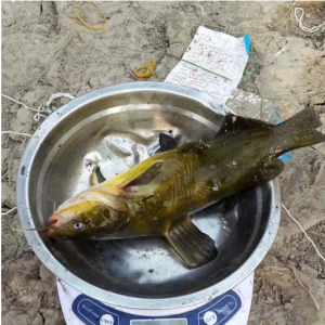 �BֳЧ����һ��ȫ���S���ԓ��ô�ã�