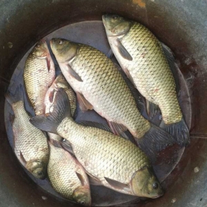 �a�~2015����ُ�Nָ��