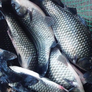 �A���A�|�a�~(y��)�q�r(ji��) �A�����~(y��)��(w��n)���A�|�q�r(ji��)