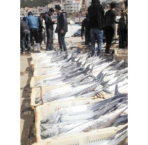 ɽ�|���u���ݝO��Ӌ(j��)�r(sh��)���~ƫ���L(f��ng)�q�r(ji��) �����؛���r�~