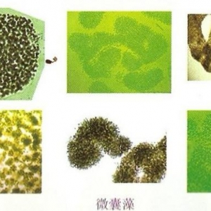 ���B(y��ng)ֳ����Մ�����{����`�^(q��)