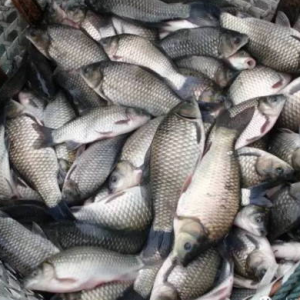 �p�a�ɳ��½��K�a�~�r���͝q ���ô�Ҏ���~����