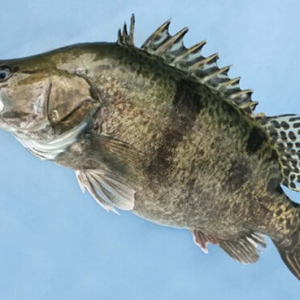 �Z�~�r(ji��)�񿴝q �߃r(ji��)�����m(x��)��8�³�