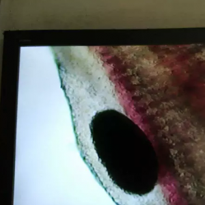 �V���Fɽ�۽��K�F����e��ʳ��