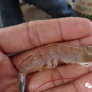 ���l���r��͵������ԭ����ʲô��