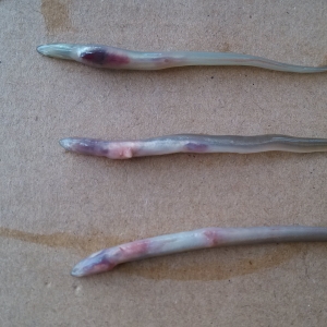 ���������������������g