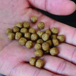 �V�|�����ƑҸ���������ɽ����~�Ј�