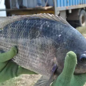 �����_���~�֏�(f��)Ͷ���������I(y��)���Z��(zh��n)���l(f��)