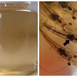 ��ɫˮ��һ���Ǻ�ˮ�� �㿴������ˮɫ�ж���